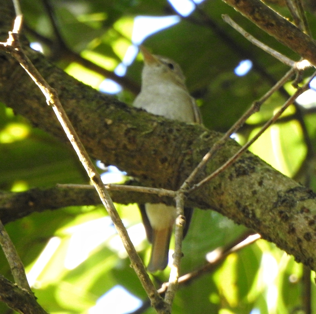 Rusty-tailed Flycatcher