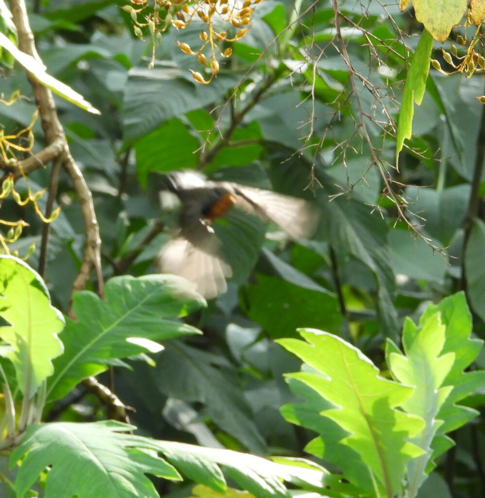 Kashmir Flycatcher