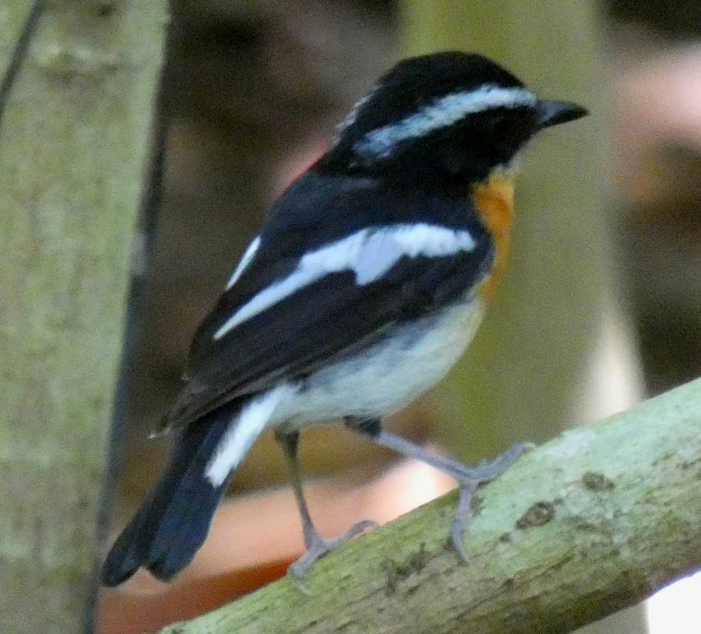 Rufous-chested Flycatcher