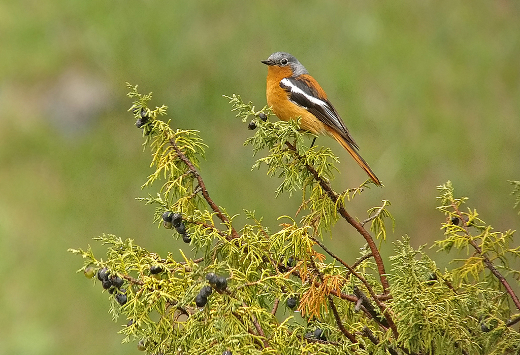 Przevalski’s Redstart