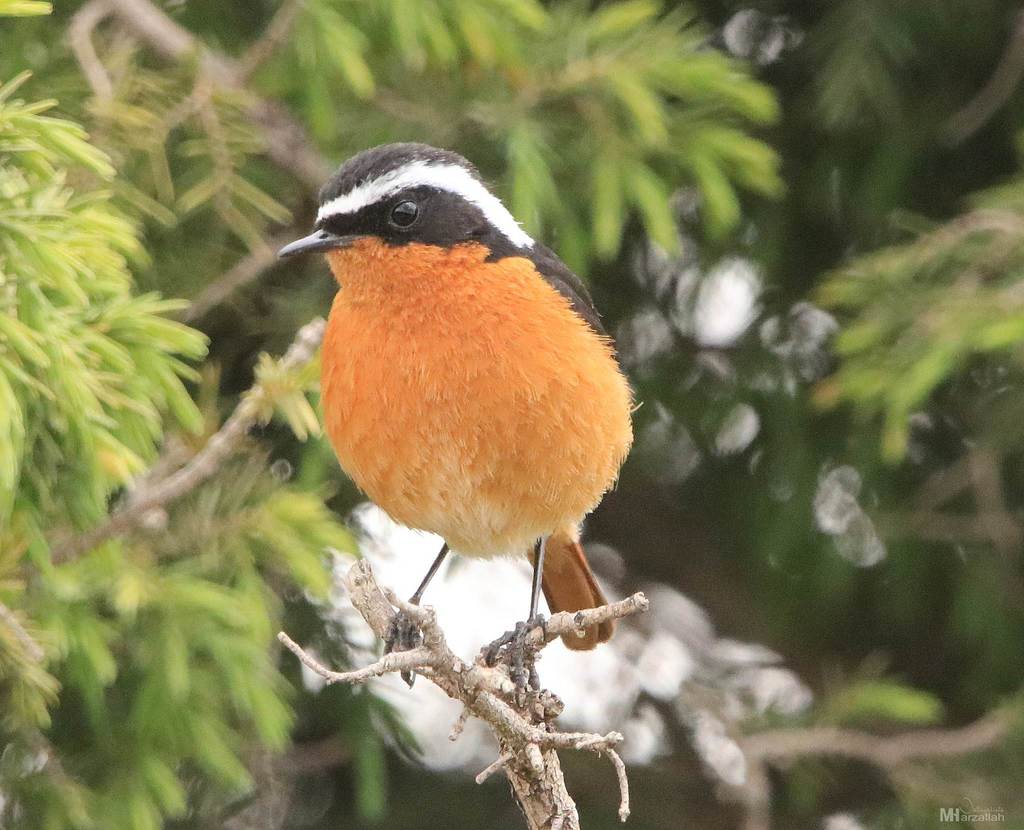 Moussier’s Redstart