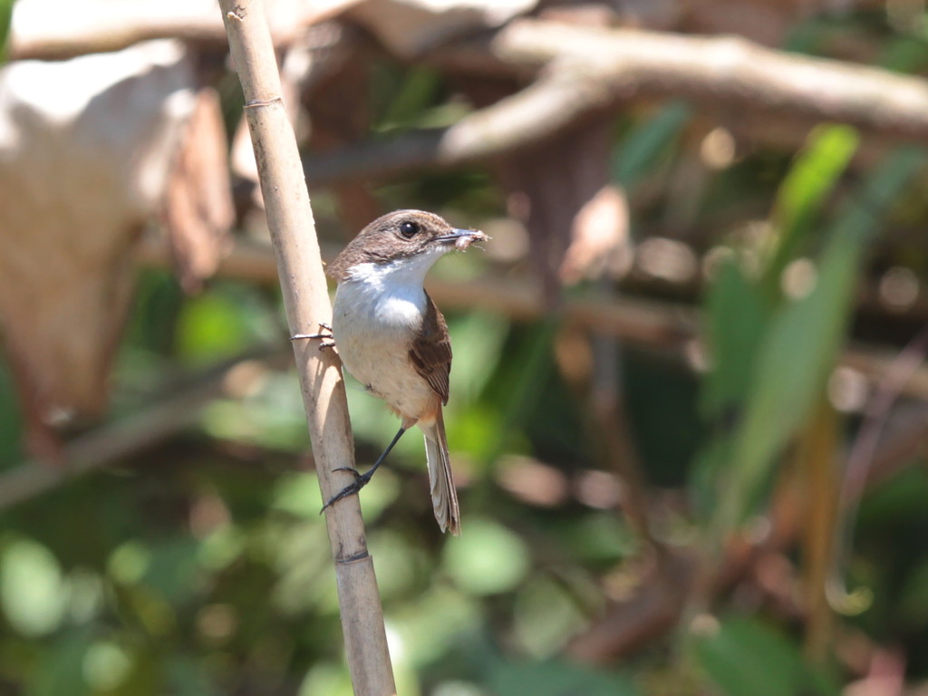 Jerdon’s Bush Chat