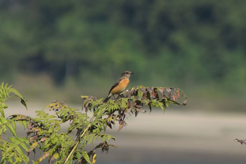 White-throated Bush Chat
