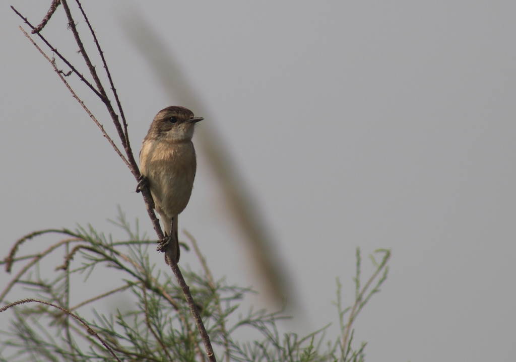 White-tailed Stonechat