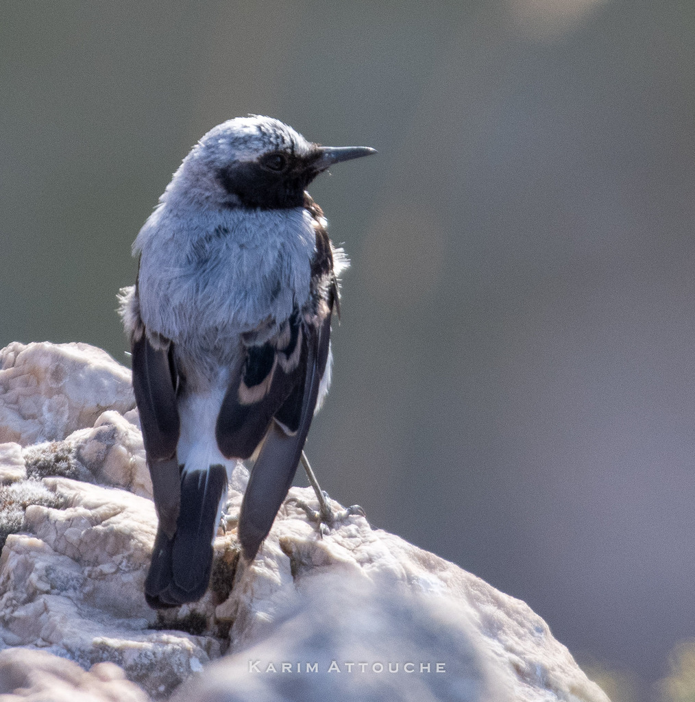 Atlas Wheatear