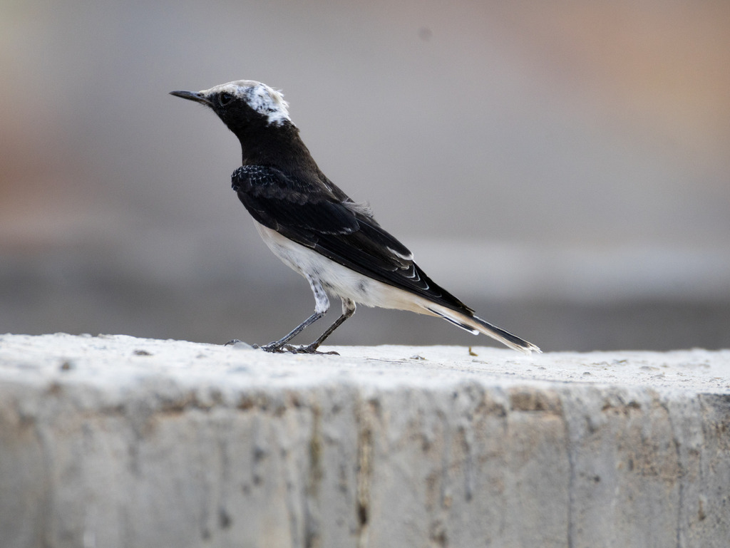 Hooded Wheatear