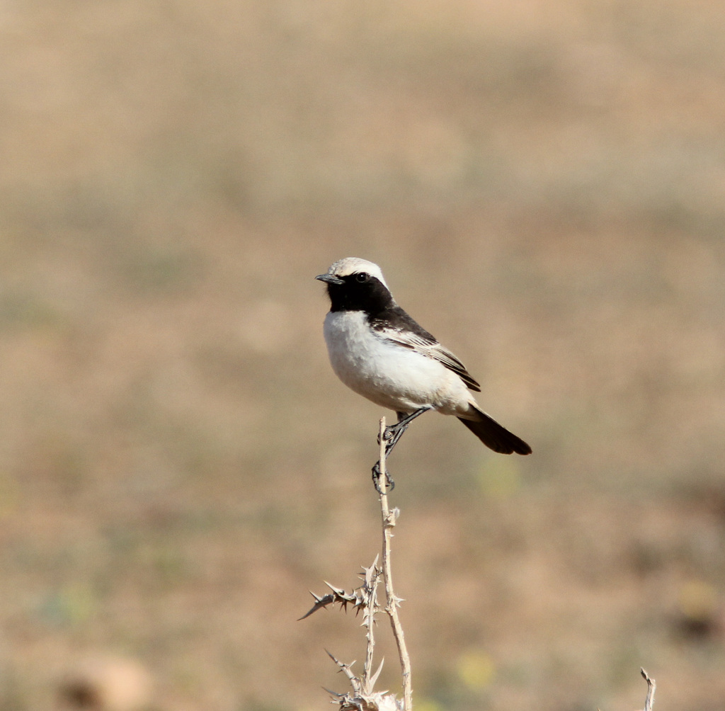 Red-rumped Wheatear