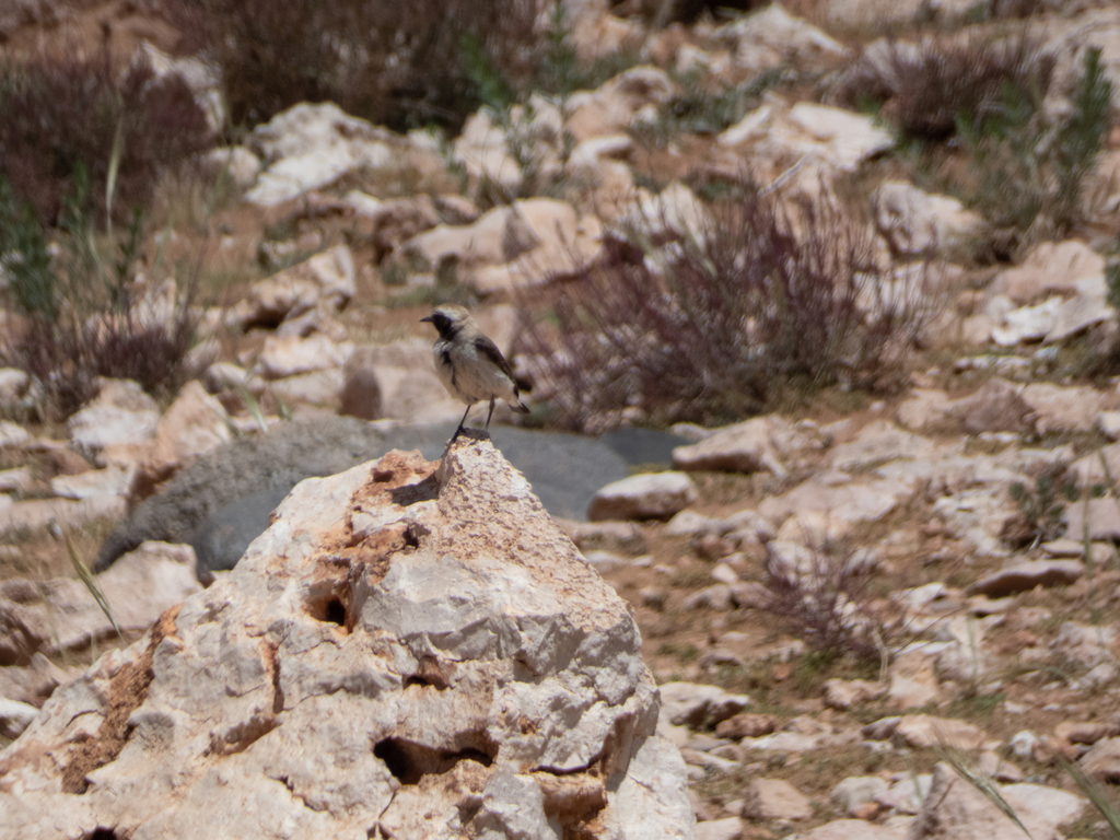 Mourning Wheatear