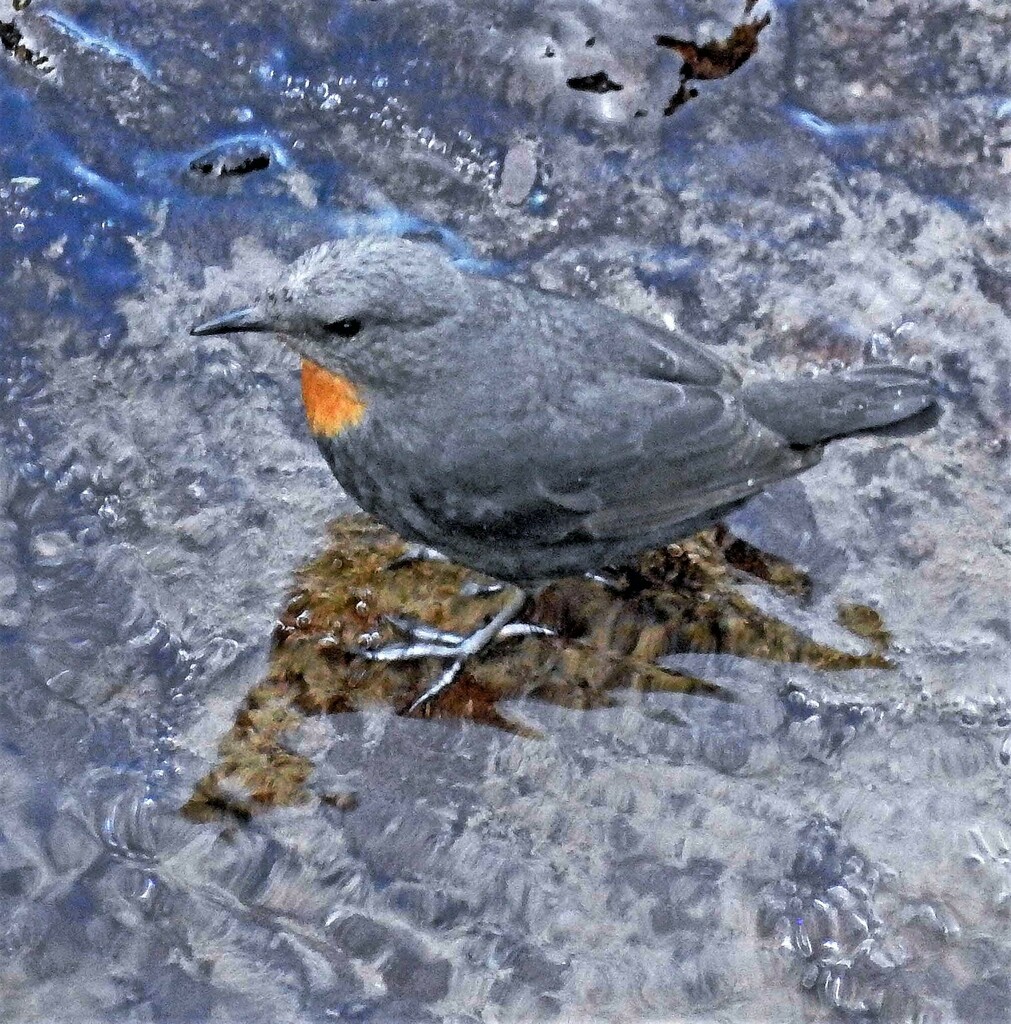 Rufous-throated Dipper