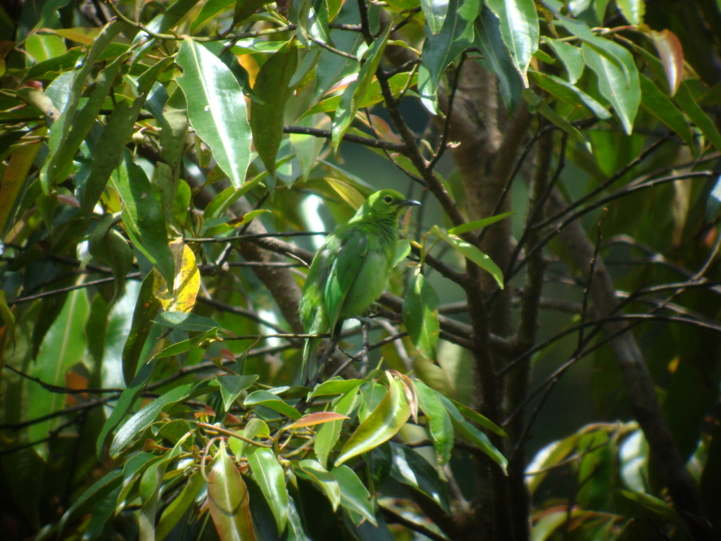 Sumatran Leafbird