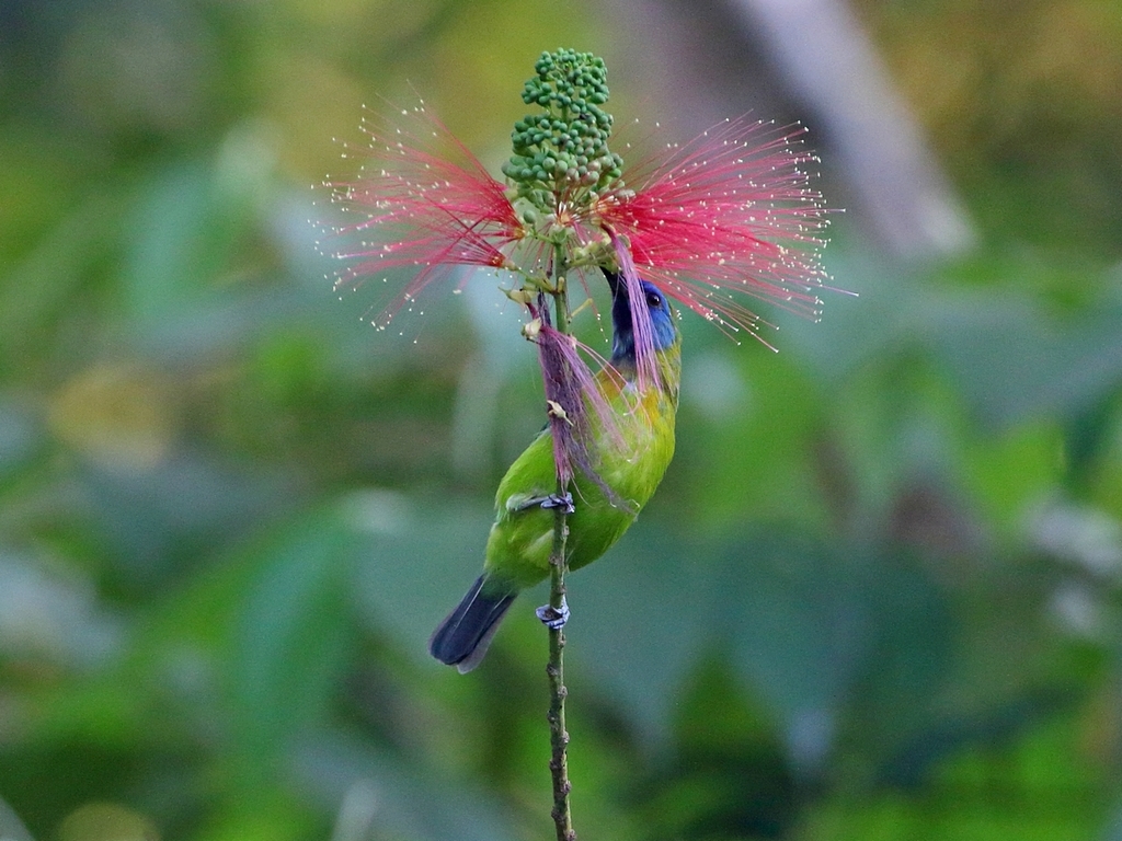 Blue-masked Leafbird