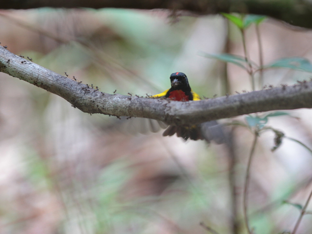 Picaflores Pechiescarlata