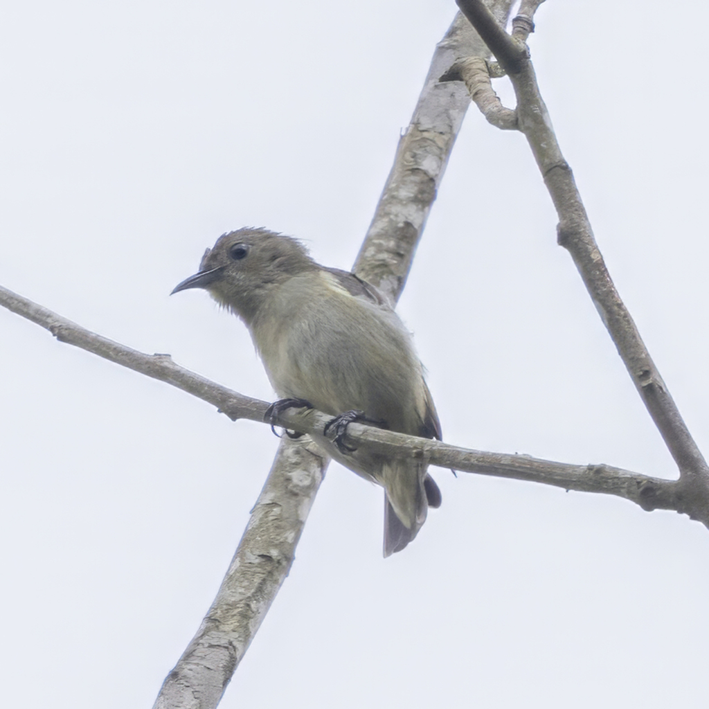Plain Flowerpecker
