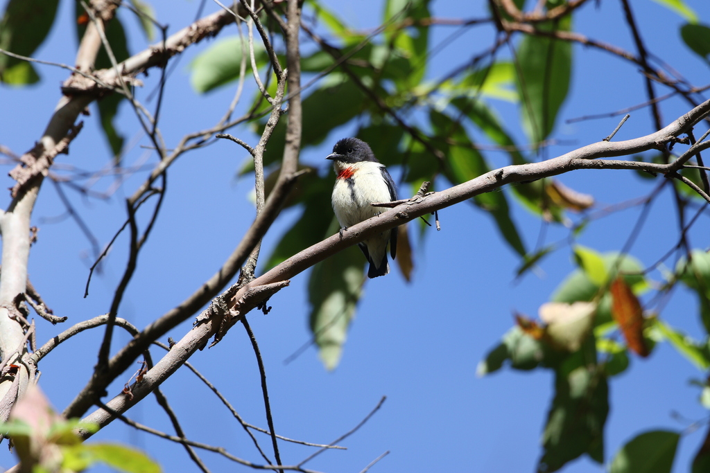 Timor Flowerpecker