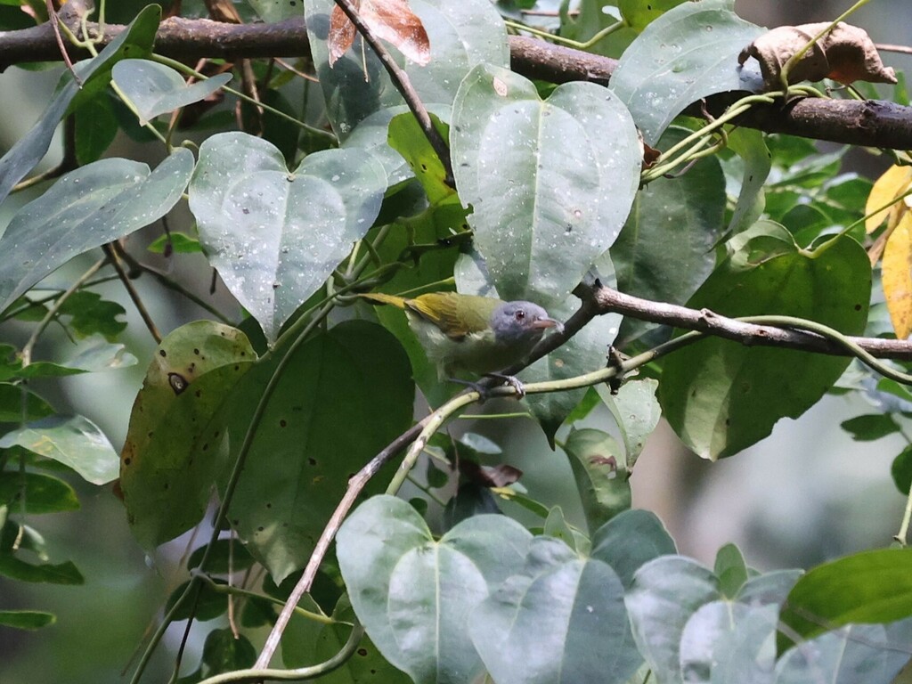 Grey-headed Sunbird