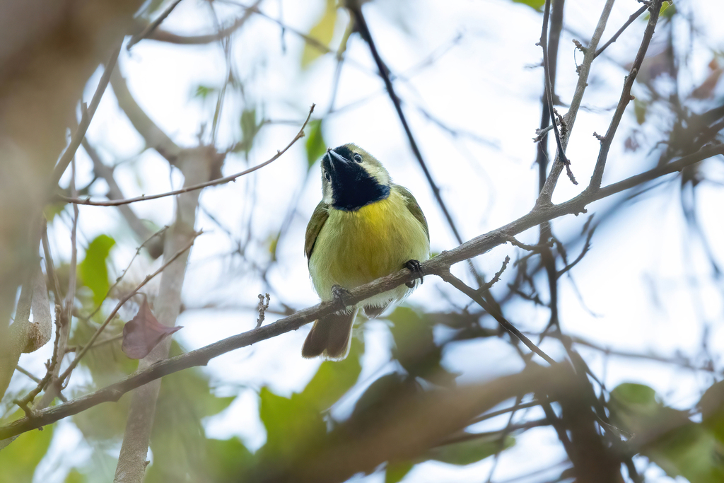 Plain-backed Sunbird