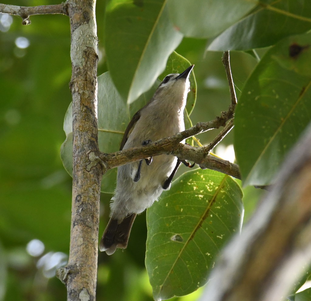 Mangrove Sunbird