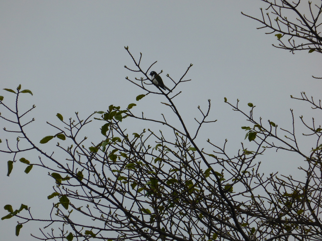 Western Violet-backed Sunbird