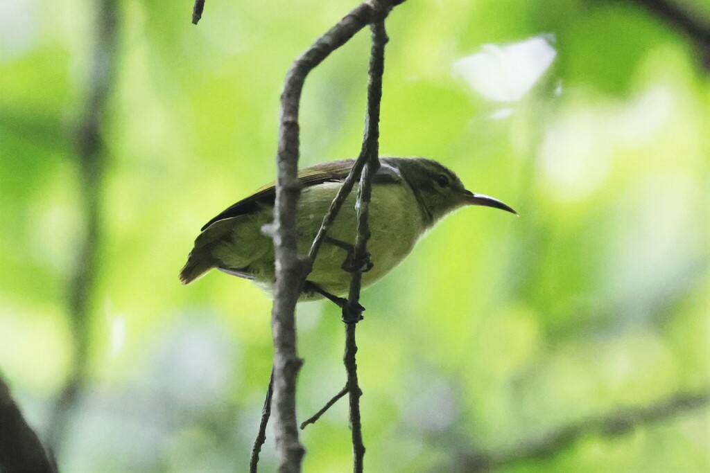 Little Green Sunbird