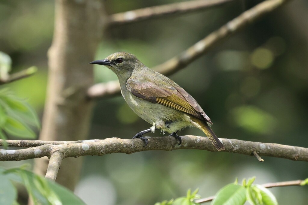 Grey-chinned Sunbird