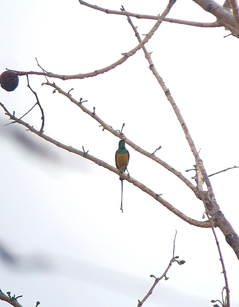Pygmy Sunbird