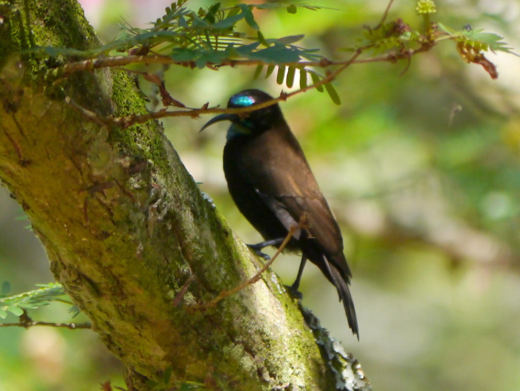 Green-throated Sunbird