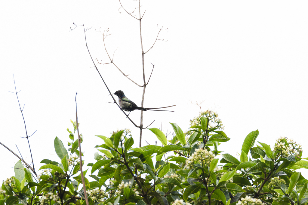 Purple-breasted Sunbird