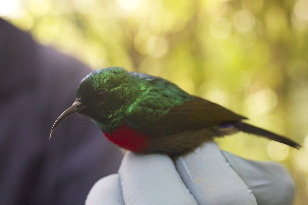 Tiny Sunbird