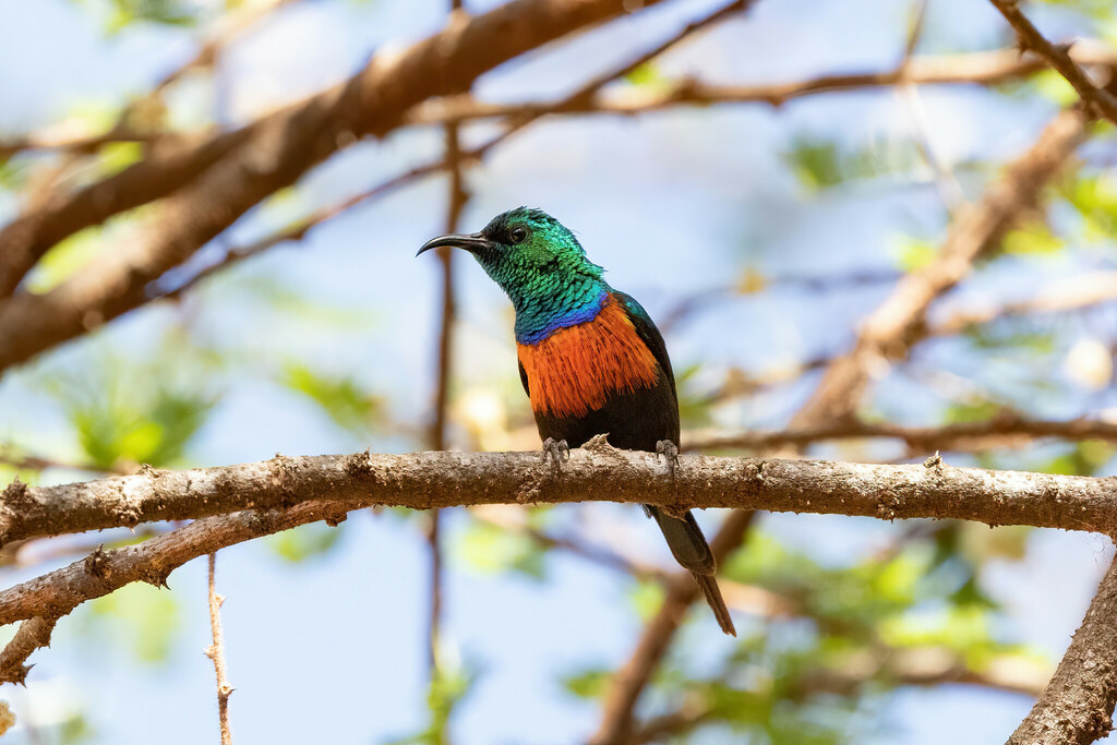 Black-bellied Sunbird