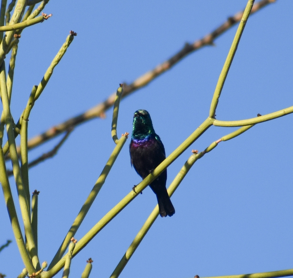 Tsavo Sunbird