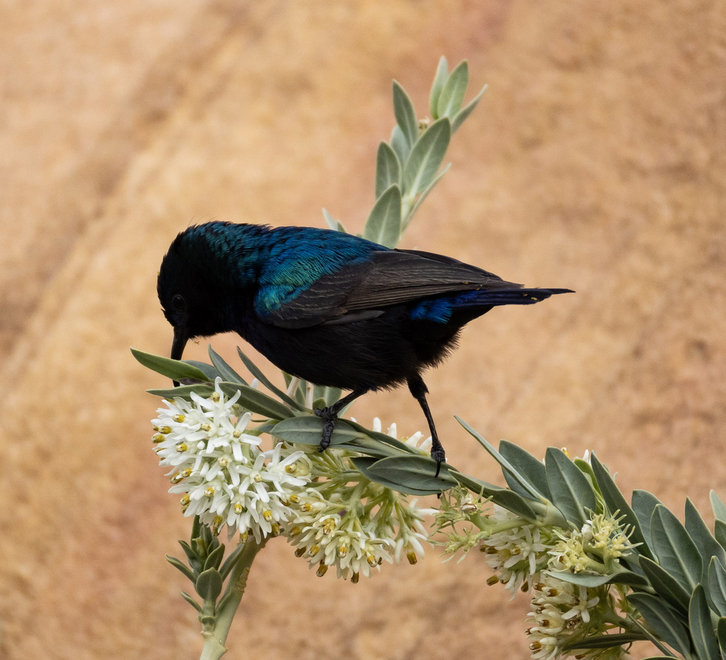 Palestine Sunbird