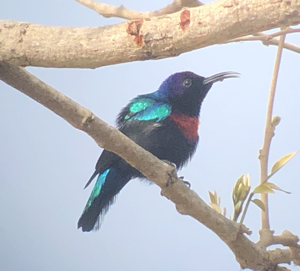 Splendid Sunbird