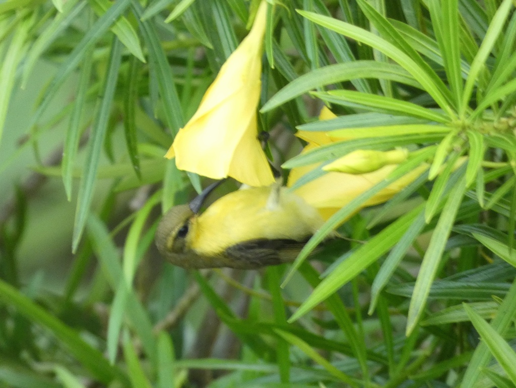 Garden Sunbird