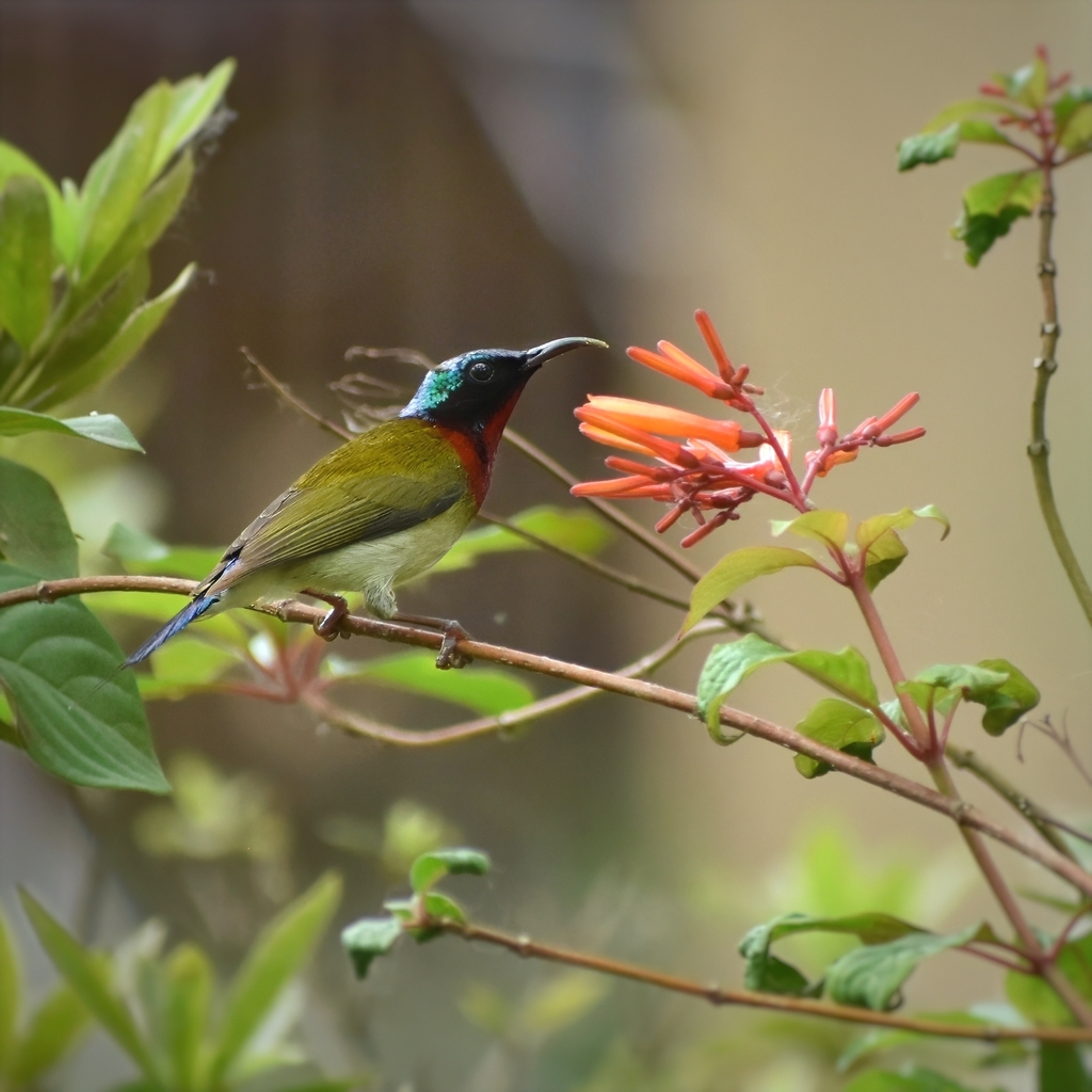 Fork-tailed Sunbird