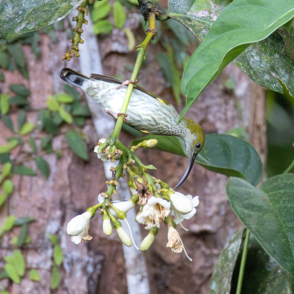 Bornean Spiderhunter