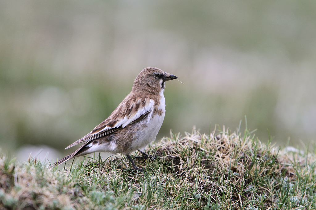 Tibetan Snowfinch