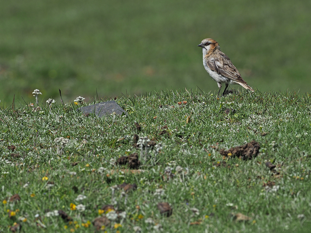 Rufous-necked Snowfinch