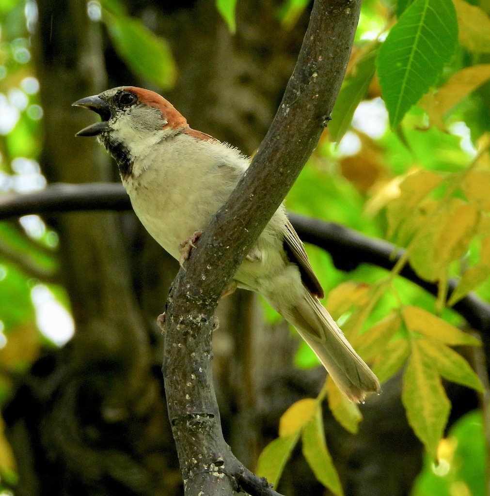 Sind Sparrow