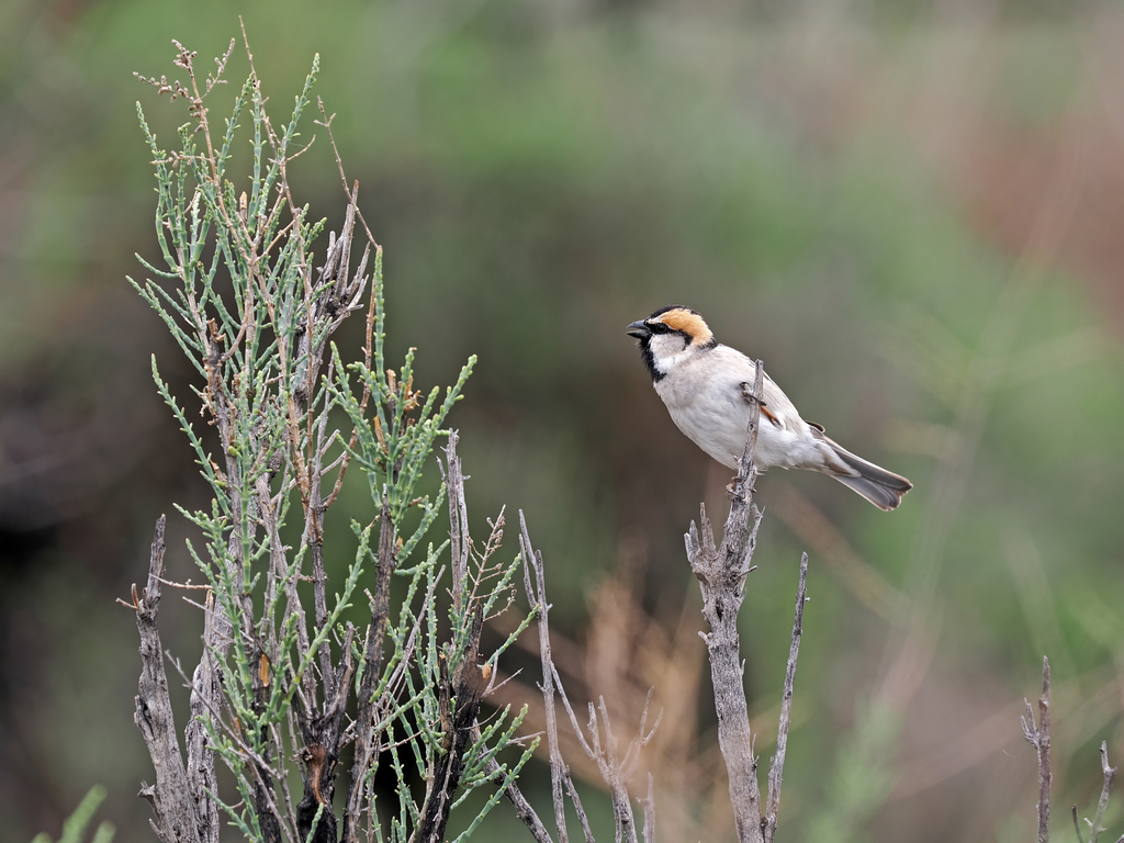 Saxaul Sparrow