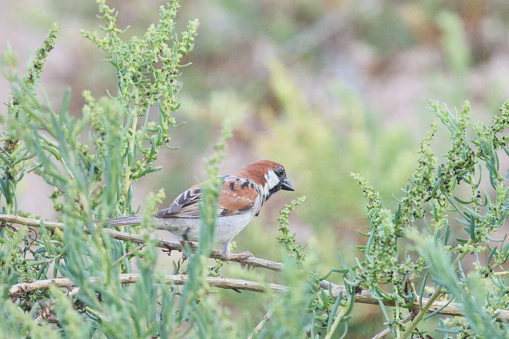 Somali Sparrow
