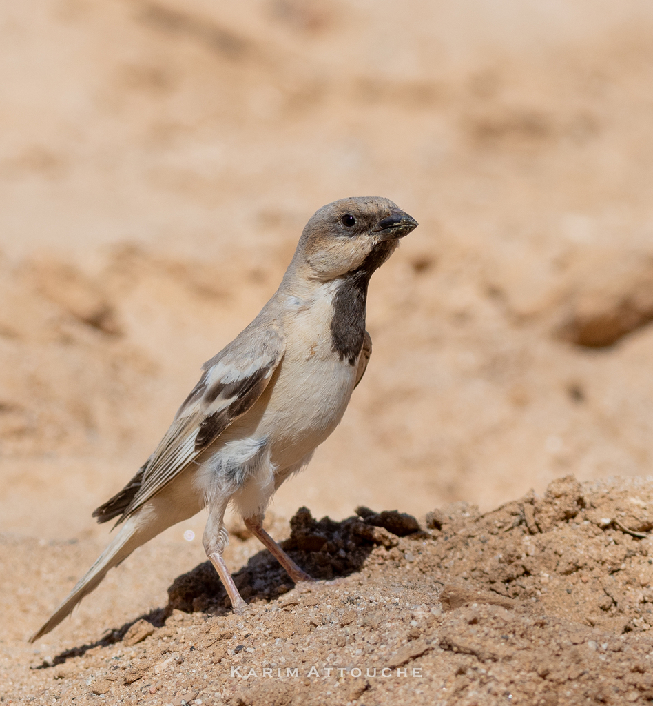 Desert Sparrow