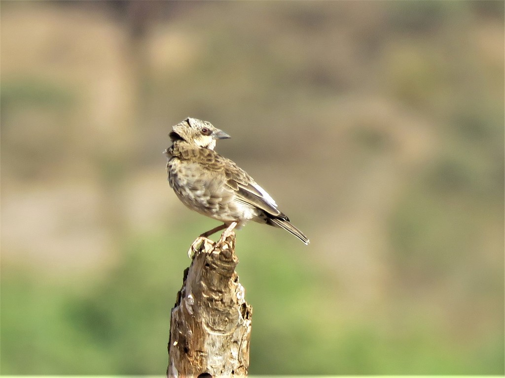 Donaldson Smith’s Sparrow-Weaver