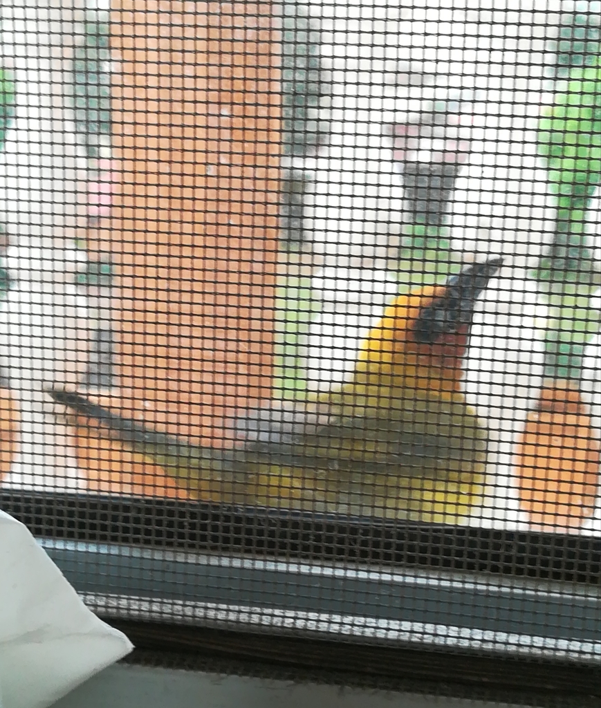 Olive-naped Weaver
