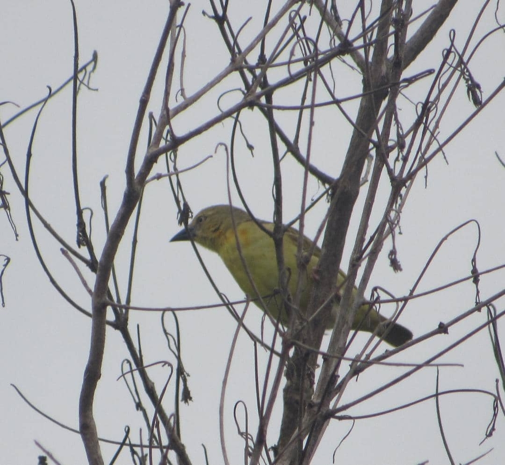 Heuglin’s Masked Weaver