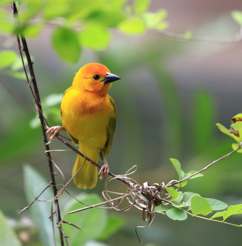 Golden Palm Weaver