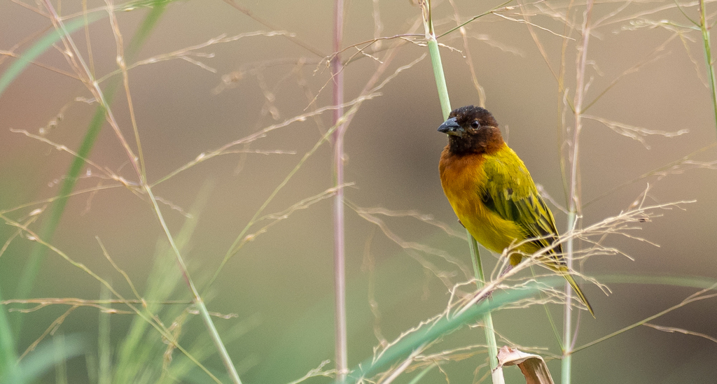 Juba Weaver