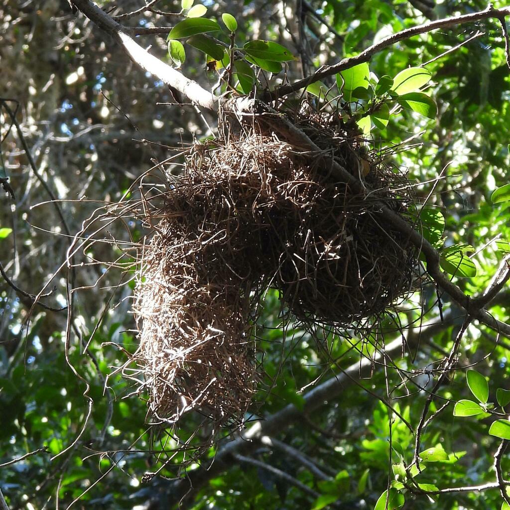 Dark-backed Weaver