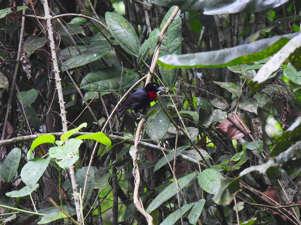 Blue-billed Malimbe