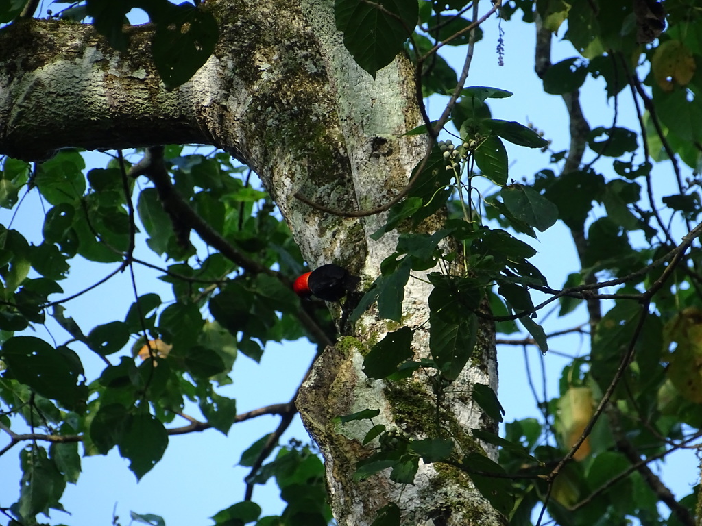 Red-headed Malimbe