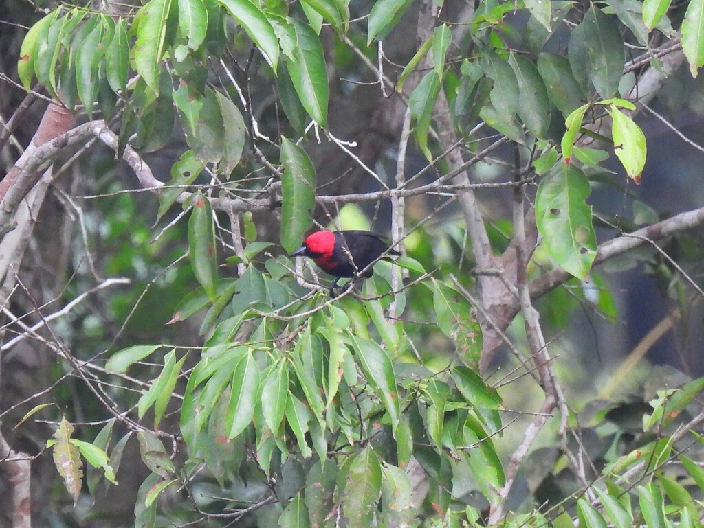 Crested Malimbe
